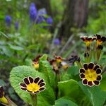 Gartenimpressionen - Ein Frühlingsgruß