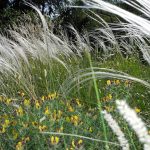 Gartenimpressionen - Bild von Gräsern im Sonne und Wind