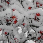 Gartenimpressionen - Bild von Hagebutten im Schnee