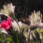 Gartenimpressionen - Bild einer Kuhschelle (Pulsatilla vulgaris)
