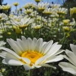 Gartenimpressionen - Bild einer Margaritenwiese