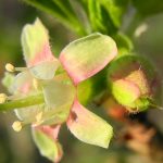 Gartenimpressionen - Bild einer Stachelbeerblüte