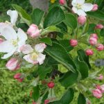 Gartenimpressionen - Apfelblüte