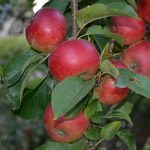 Gartenimpressionen - Apfelbaum